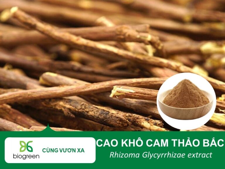 Cao Khô Cam Thảo (Cam Thảo Bắc) – Báu Vật Đông Y Từ Thiên Nhiên