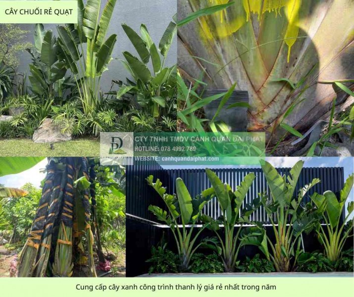 Cung cấp cây xanh công trình sỉ giá rẻ đồng nai tphcm