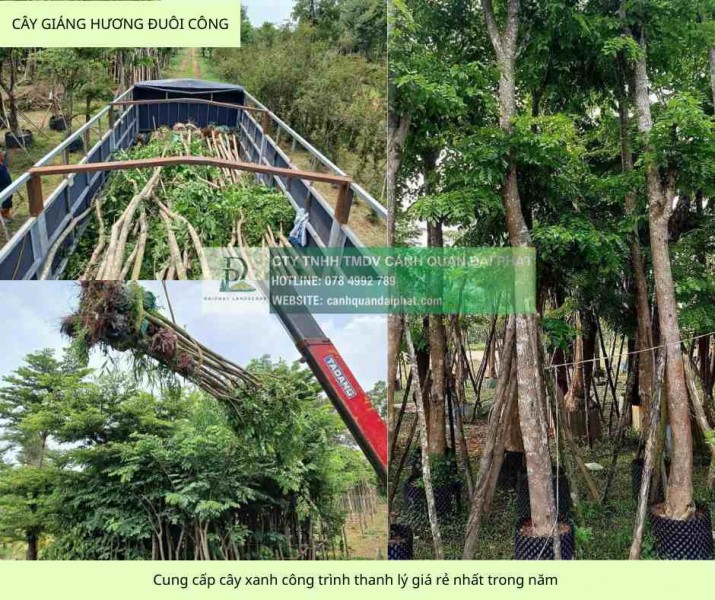 Cung cấp cây xanh công trình sỉ giá rẻ đồng nai tphcm