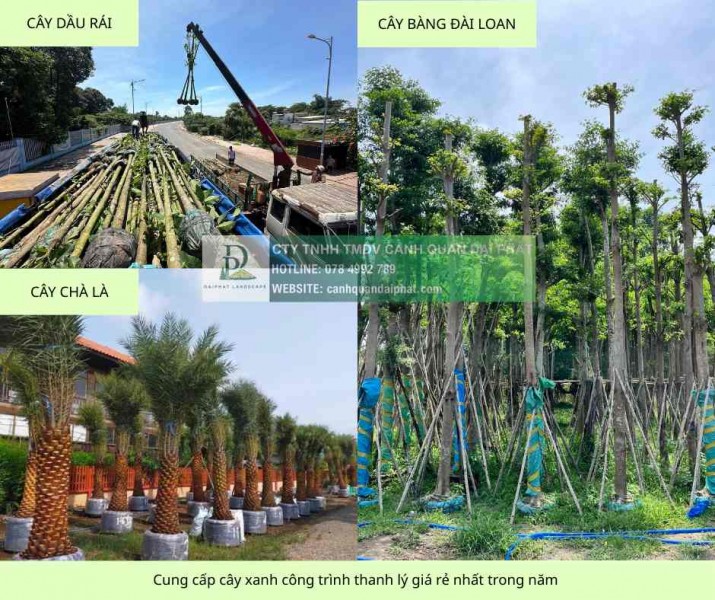 Cung cấp cây xanh công trình sỉ giá rẻ đồng nai tphcm