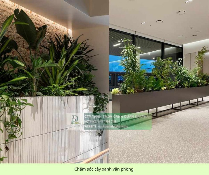 Chăm Sóc và Bảo Dưỡng Cây Xanh Văn Phòng Định Kỳ DPL