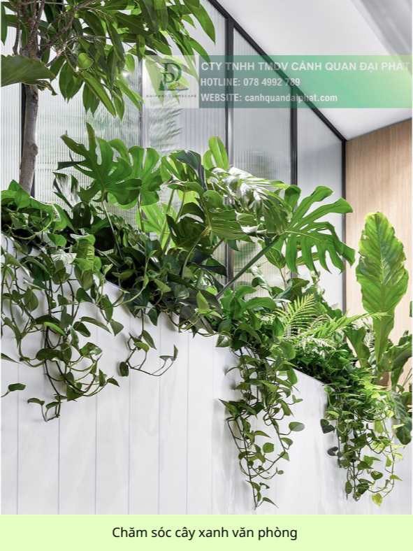Chăm Sóc và Bảo Dưỡng Cây Xanh Văn Phòng Định Kỳ DPL