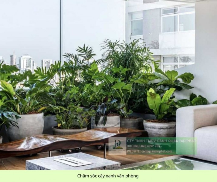 Chăm Sóc và Bảo Dưỡng Cây Xanh Văn Phòng Định Kỳ DPL