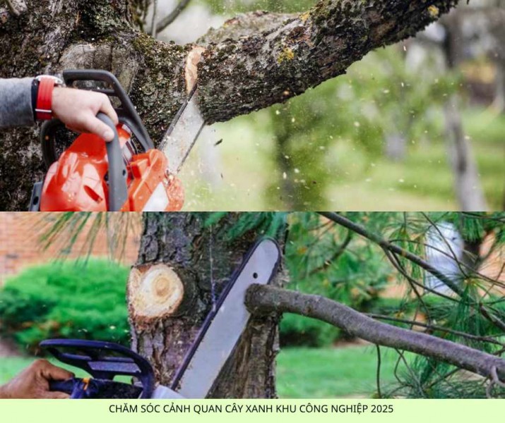 Dịch Vụ Chăm Sóc Cây Xanh Nội Thất & Ngoại Thất Tại TP.HCM