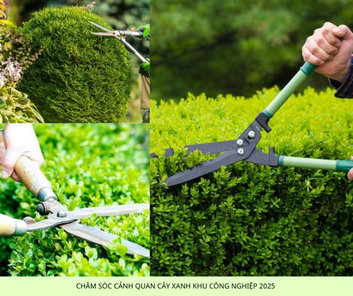 Dịch Vụ Chăm Sóc Cây Xanh Nội Thất & Ngoại Thất Tại TP.HCM