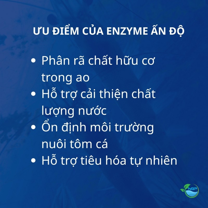 Enzyme Ấn Độ - chất xúc tác sinh học cải thiện môi trường ao nuôi và hỗ trợ tiêu hóa