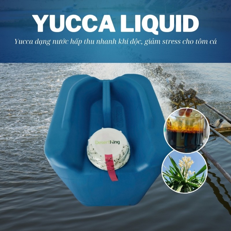 DK YUCCA LIQUID – CHIẾT XUẤT YUCCA DẠNG LỎNG DÙNG TRONG NUÔI TRỒNG THỦY SẢN