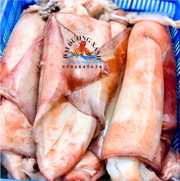 Mực Lá Đại Dương Khổng Lồ, Hải Sản Cao Cấp Được Ưa Chuộng