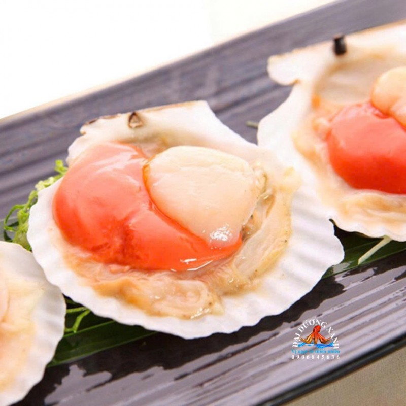 Cách Nhận Biết Sò Điệp Nhật Nguyên Con Chất Lượng Cao