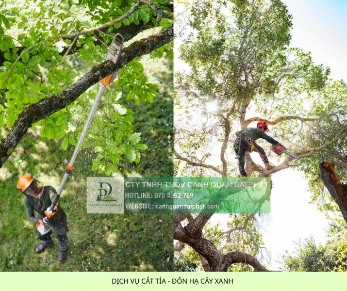 DỊCH VỤ CẮT TỈA VÀ ĐỐN HẠ CÂY XANH TẠI ĐỒNG NAI