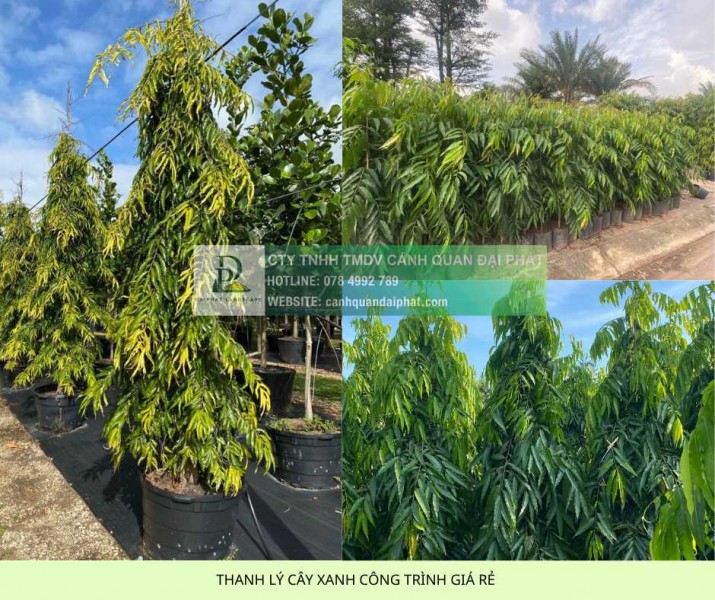 THANH LÝ CÂY XANH CÔNG TRÌNH GIÁ RẺ TẠI ĐỒNG NAI