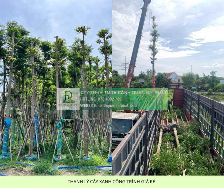 THANH LÝ CÂY XANH CÔNG TRÌNH GIÁ RẺ TẠI ĐỒNG NAI