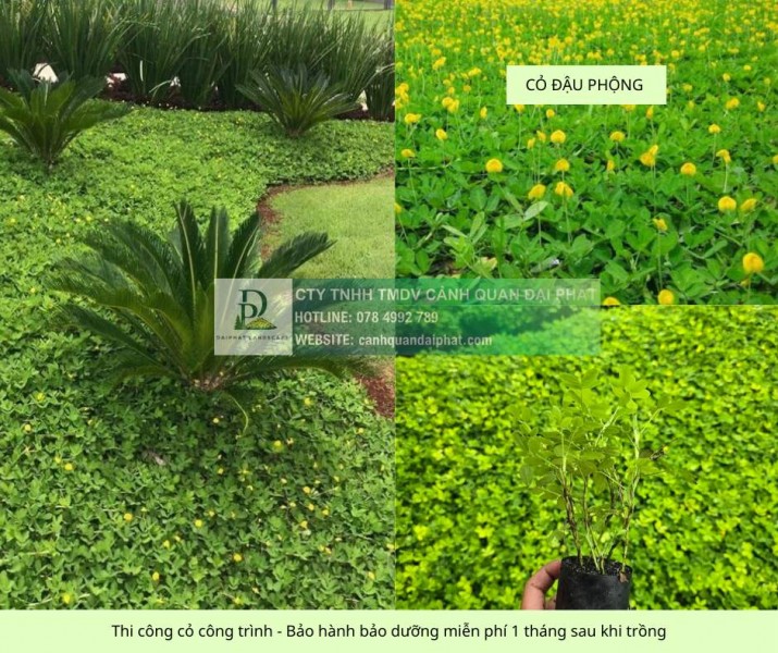 TRỒNG CỎ DỰ ÁN GIÁ RẺ – THI CÔNG CÂY XANH BÌNH DƯƠNG, ĐỒNG NAI