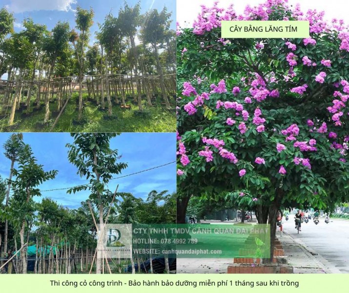 Thi công cây xanh – thảm cỏ công trình tại Đồng Nai, Bình Dương, TPHCM, Vũng Tàu,...