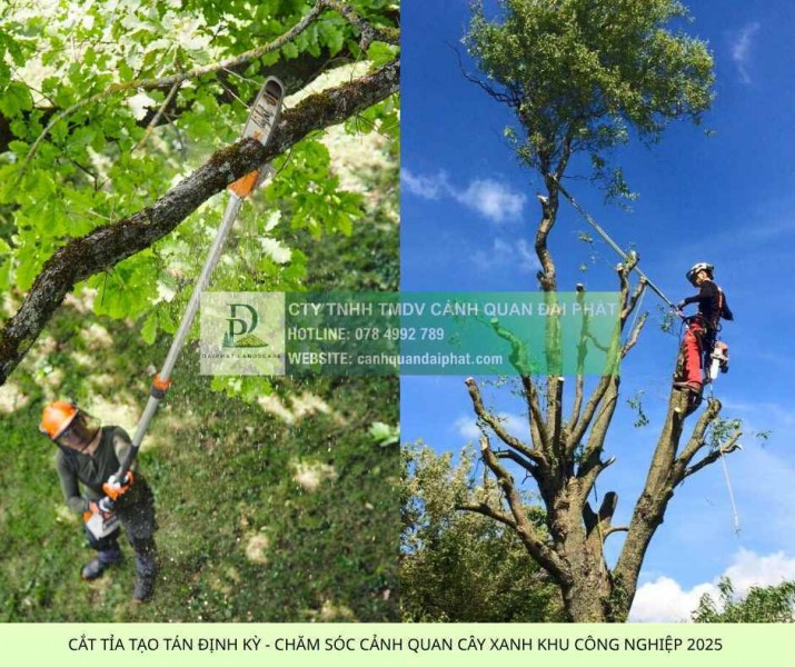 Báo giá cho thuê nhân công chăm sóc cây xanh mới nhất 2026