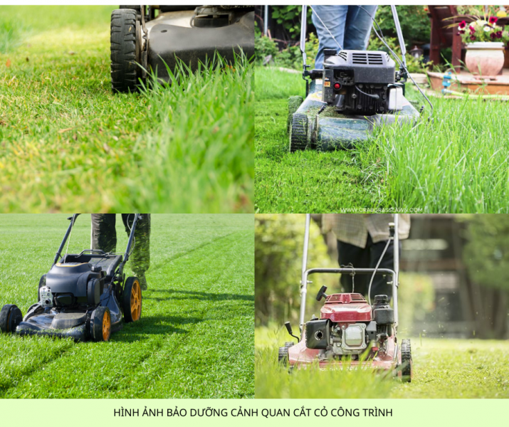 Báo giá cắt cỏ, cắt tỉa, chăm sóc cây xanh Đồng Nai mới nhất 2026