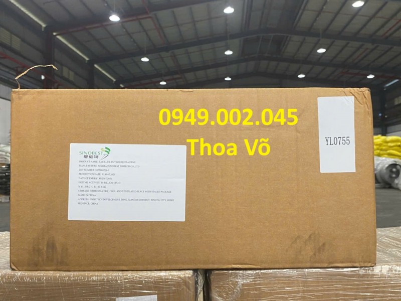 Bacillus Amyloliquefaciens Kháng Sinh Tự Nhiên Xử Lý Nước Ao Nuôi