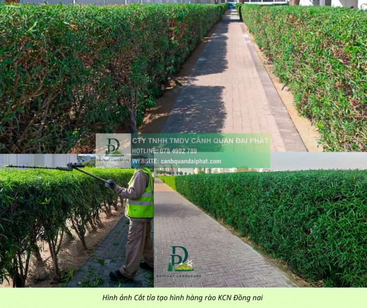 Dịch vụ bảo dưỡng cảnh quan KCN Long Đức - Long Thành, Đồng Nai