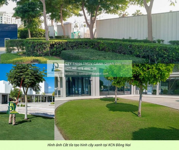 Cắt tỉa cây xanh Đồng Nai đúng tiêu chuẩn, an toàn