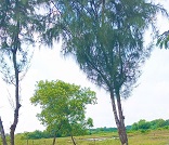 CƠ HỘI ĐẦU TƯ ĐẤT VÀNG – CẦN GIỜ, TP.HCM