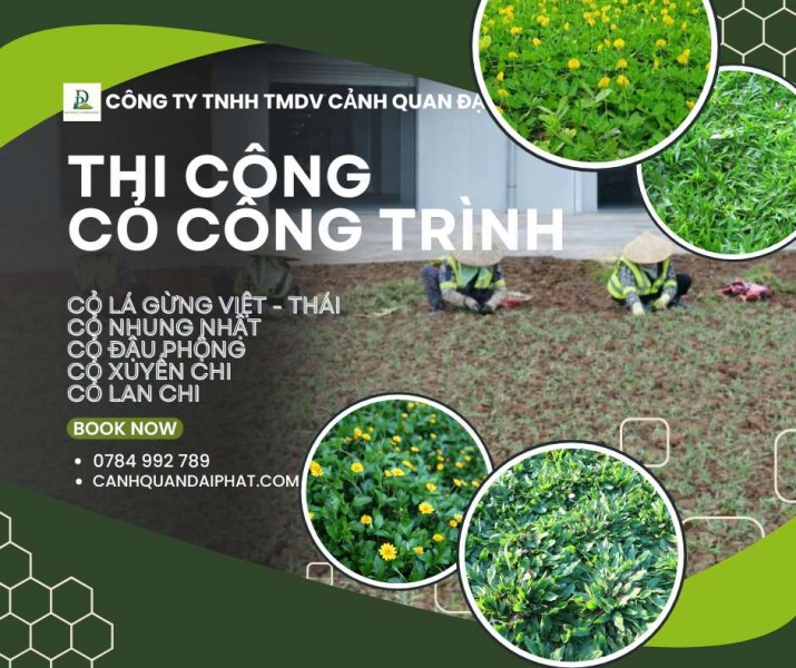  Thi công cỏ công trình chuyên nghiệp – đa dạng chủng loại, phủ xanh bền đẹp