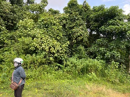 ► BÁN 1.8HA ĐẤT NÔNG NGHIỆP – CÓ SẴN DÒNG TIỀN 500TR/NĂM