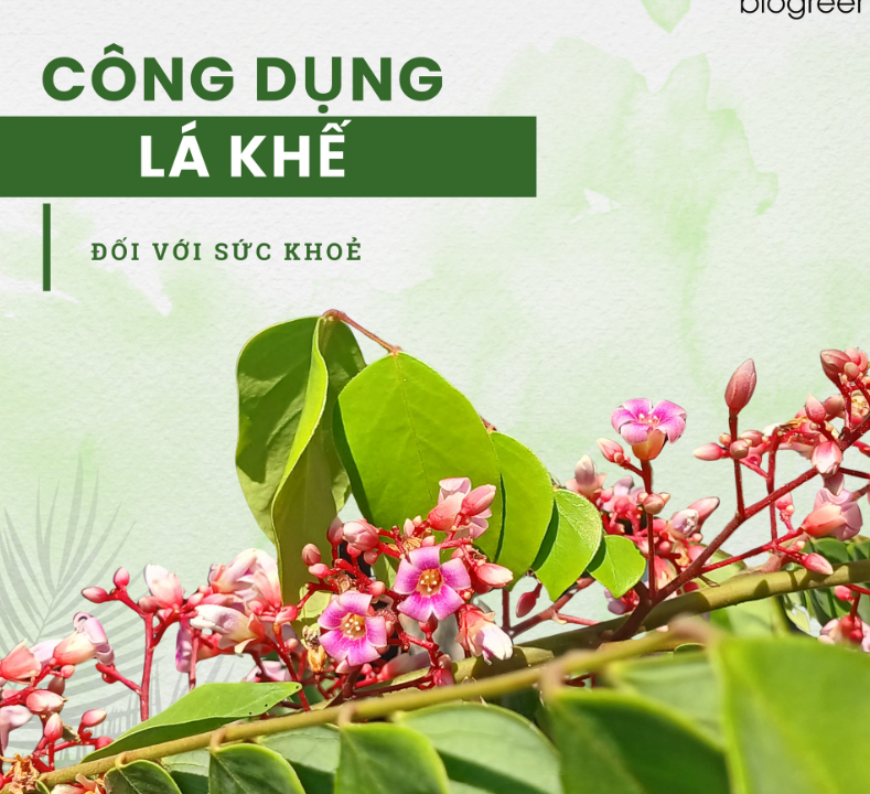 Lá khế và những công dụng bất ngờ