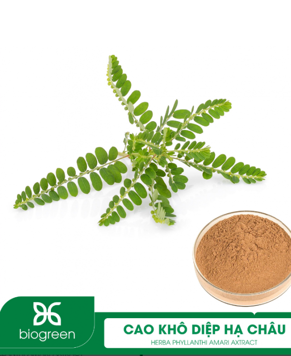 Cao khô Diệp hạ châu chuẩn VIETGAP giúp mát gan, lợi tiểu