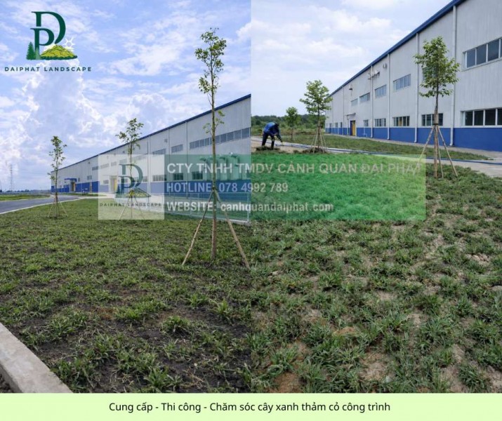 Thi công cây xanh công trình chăm sóc thảm cỏ khu công nghiệp tại Đồng Nai