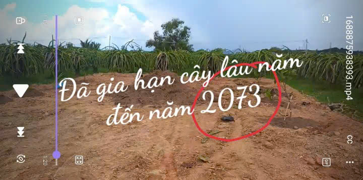 CHÍNH CHỦ BÁN ĐẤT VƯỜN – CÓ SẴN THANH LONG ĐANG THU HOẠCH