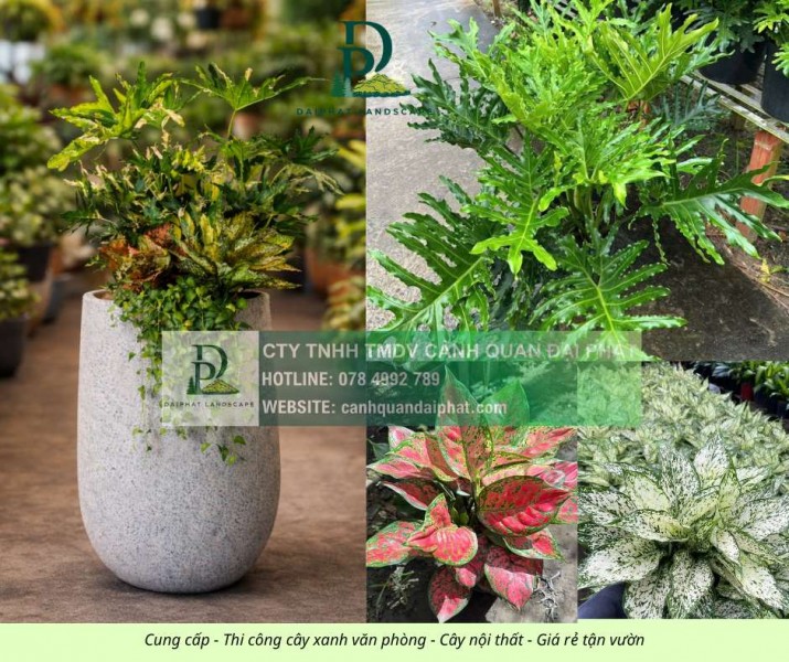 Cung cấp cây xanh nội thất cho văn phòng showroom cửa hàng Đồng Nai TPHCM
