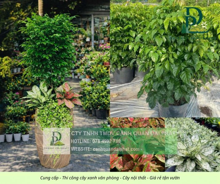 Cung cấp cây xanh nội thất cho văn phòng showroom cửa hàng Đồng Nai TPHCM