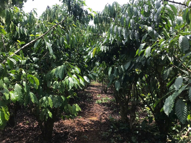 CHÍNH CHỦ BÁN ĐẤT CÓ NHÀ – ĐẤT FULL CÀ PHÊ ĐANG THU HOẠCH – LỘC ĐỨC - BẢO LÂM