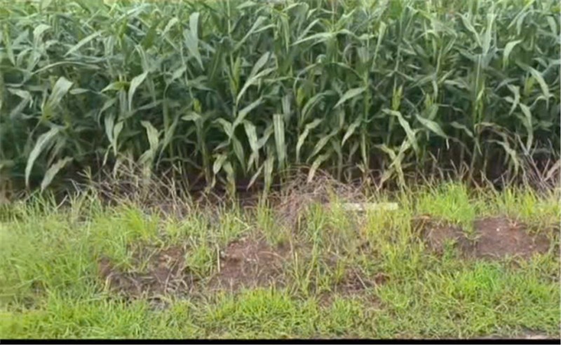 ĐẤT ĐẸP – GIÁ TỐT - Chính Chủ Bán Đất  Xã Lang Minh, Huyện Xuân Lộc, Đồng Nai