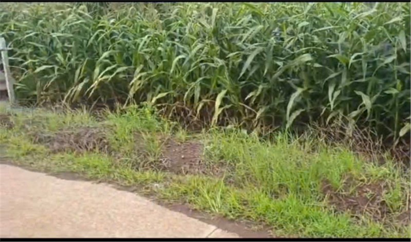 ĐẤT ĐẸP – GIÁ TỐT - Chính Chủ Bán Đất  Xã Lang Minh, Huyện Xuân Lộc, Đồng Nai