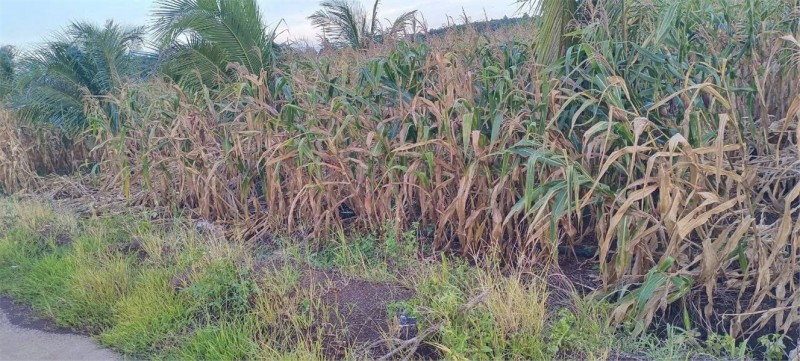 ĐẤT ĐẸP – GIÁ TỐT - Chính Chủ Bán Đất  Xã Lang Minh, Huyện Xuân Lộc, Đồng Nai