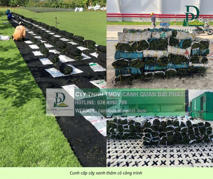 CUNG CẤP CÂY XANH THẢM CỎ ĐỒNG NAI TP.HCM LONG AN 