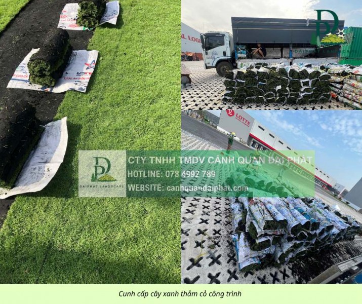 CUNG CẤP CÂY XANH THẢM CỎ ĐỒNG NAI TP.HCM LONG AN 