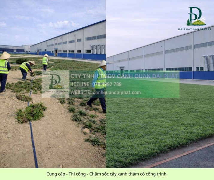 CUNG CẤP CÂY XANH THẢM CỎ ĐỒNG NAI TP.HCM LONG AN 