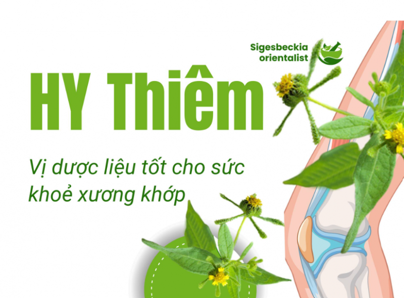 Cung cấp cao khô Hy thiêm hỗ trợ điều trị bệnh Gout 