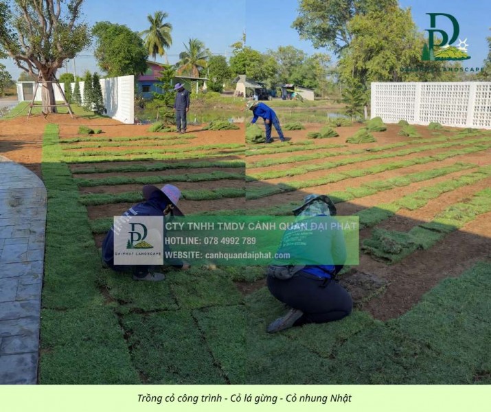 TRỒNG CỎ LÁ GỪNG & CỎ NHUNG NHẬT – GIẢI PHÁP PHỦ XANH BỀN ĐẸP CHO MỌI CÔNG TRÌNH