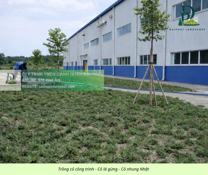 TRỒNG CỎ LÁ GỪNG & CỎ NHUNG NHẬT – GIẢI PHÁP PHỦ XANH BỀN ĐẸP CHO MỌI CÔNG TRÌNH