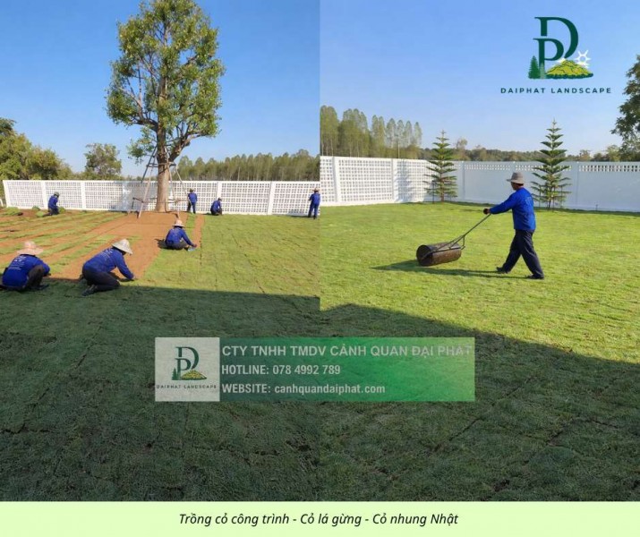 TRỒNG CỎ LÁ GỪNG & CỎ NHUNG NHẬT – GIẢI PHÁP PHỦ XANH BỀN ĐẸP CHO MỌI CÔNG TRÌNH