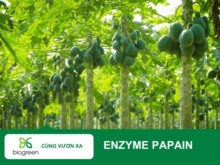 ENZYME PAPAIN – GIẢI PHÁP ĐỘT PHÁ TỪ NHỰA ĐU ĐỦ XANH