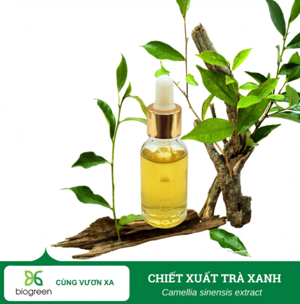 Chuyên cung cấp Chiết xuất trà xanh nguyên liệu mỹ phẩm trị mụn, dưỡng da