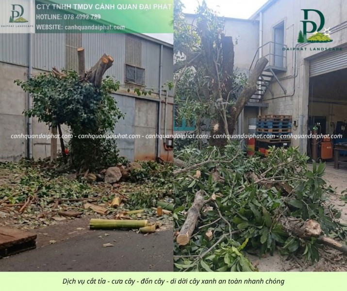 CƯA CÂY KCN TAM PHƯỚC – ĐỒNG NAI