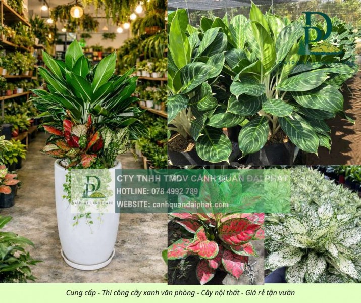 CUNG CẤP CÂY XANH & CHĂM SÓC CÂY XANH VĂN PHÒNG TẠI ĐỒNG NAI