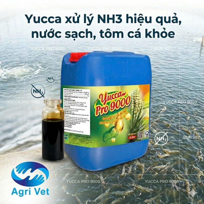 YUCCA NƯỚC: ổn định chất lượng nước ao nuôi thủy sản