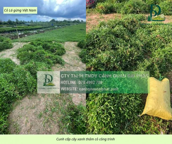 Dịch vục trồng Cỏ lá gừng - Cỏ nhung Nhật tại Tây Ninh