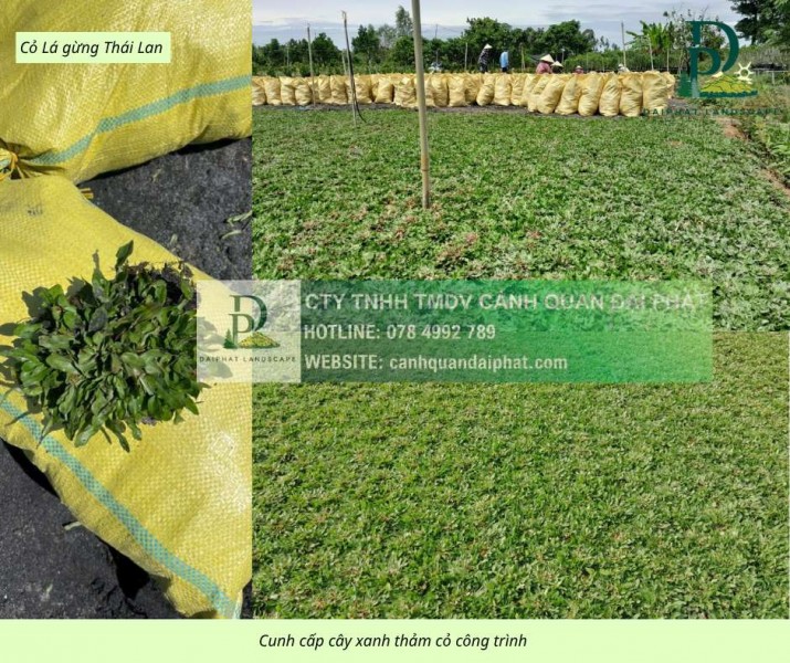 Dịch vục trồng Cỏ lá gừng - Cỏ nhung Nhật tại Tây Ninh